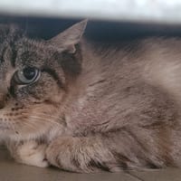 CHA'MELLE, chatte à adopter