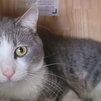 MAKI, chat à adopter