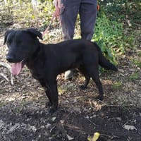 MOKA, chien à adopter