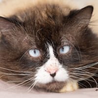 OGGY, chat à adopter