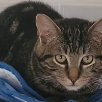 HAZEL, chat à adopter