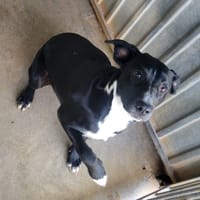 Réglisse, chienne à adopter