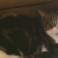 KIKI, chat à adopter