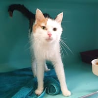 TARTIFLETTE  C, chatte à adopter