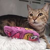 ELIO CHA, chat à adopter