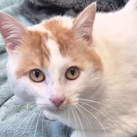 BALTO, chat à adopter