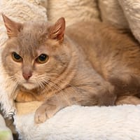 CHIPIE, chatte à adopter