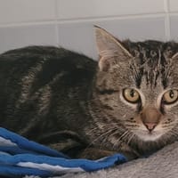 HYONA, chatte à adopter