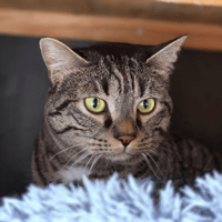 Louis, chat à adopter