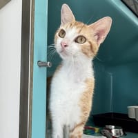 INA C, chatte à adopter