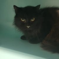 Black, chat à adopter