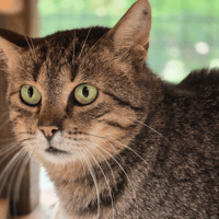 Clay, chat à adopter