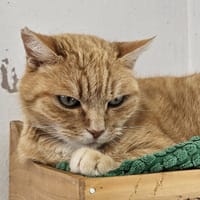 NALA C, chatte à adopter