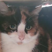 CHA'HUTA, chatte à adopter