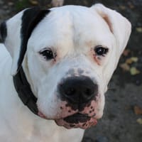 ROMEO, chien à adopter