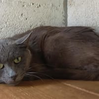 CROUSTY C, chat à adopter