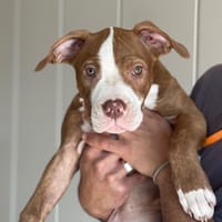 ELYA, chienne à adopter