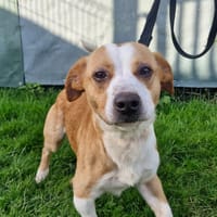 TACOS, chien à adopter