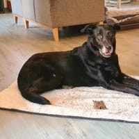 JUNA, chienne à adopter