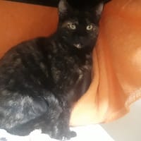 MONIQUE QCT, chatte à adopter