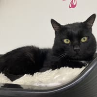 TICAT, chat à adopter