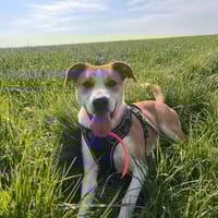 ITOKO, chien à adopter