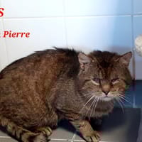 Jean pierre, chat à adopter