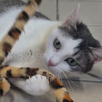 Quetzal, chatte à adopter