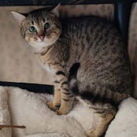 KRANEDUR QCT, chat à adopter