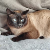 ULUWATU QCT, chat à adopter