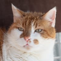 Isidor, chat à adopter