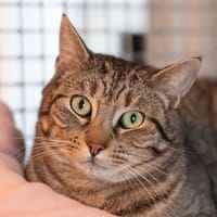 Caprisun, chat à adopter