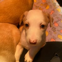 Adorables chiots podenco à réserver, chien à adopter