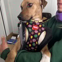 TREBOL 1 an, le compagnon idéal ! (ok chat), chien à adopter