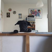 CREVETTE, chienne à adopter