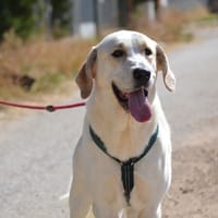 WHISKY, chien à adopter