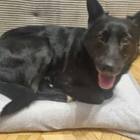 Pepsi, pies do adopcji