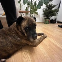 Chester, pies do adopcji