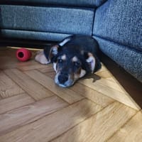 Ludwiczek, pies do adopcji