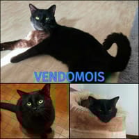 VENDOMOIS, chat à adopter