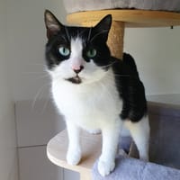 INAYA, chatte à adopter