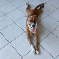 ALOKA le chouchou créole, chien à adopter