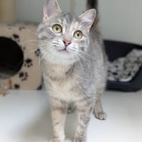 AURELIE, chatte à adopter