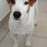 RIO, chien à adopter