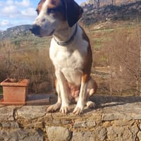 BELLE, chienne à adopter