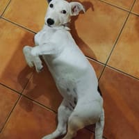 Aina, chienne à adopter