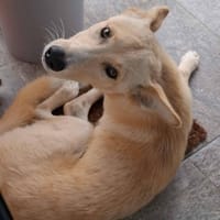 Okami, chien à adopter