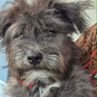 Roumie, chienne à adopter