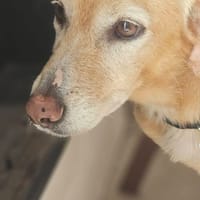 Kiara, chienne à adopter