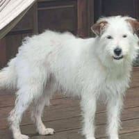 Bouillette, chienne à adopter